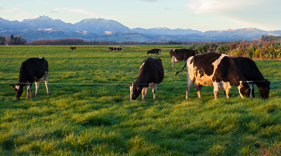 A herd of cows in New Zealand