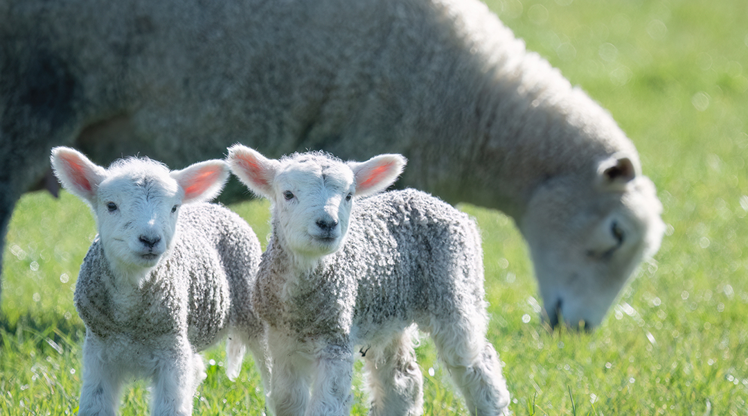 A ewe and twin lambs