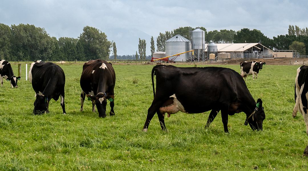 A Canterbury dairy farm with cows wearing smart collars