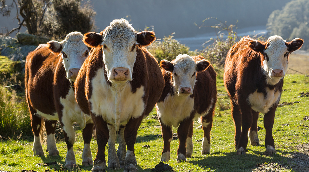 Hereford beef cows