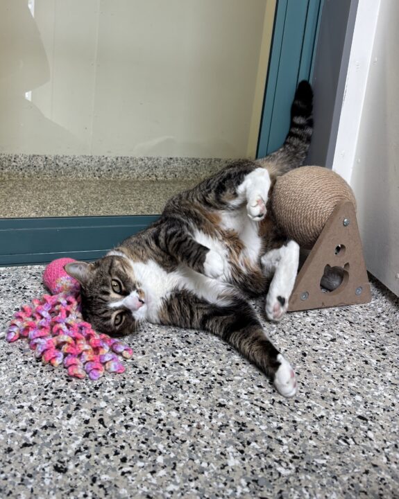 Cat playing with toys inside a cattery