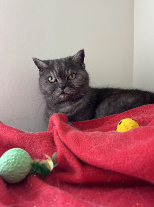 Cat inside a catery unit relaxing