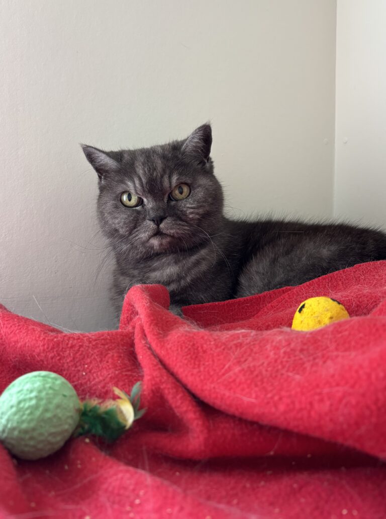 A cat resting on familiar bedding with toys from home